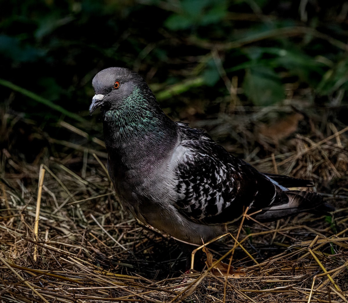 Rock Pigeon (Feral Pigeon) - ML620714893