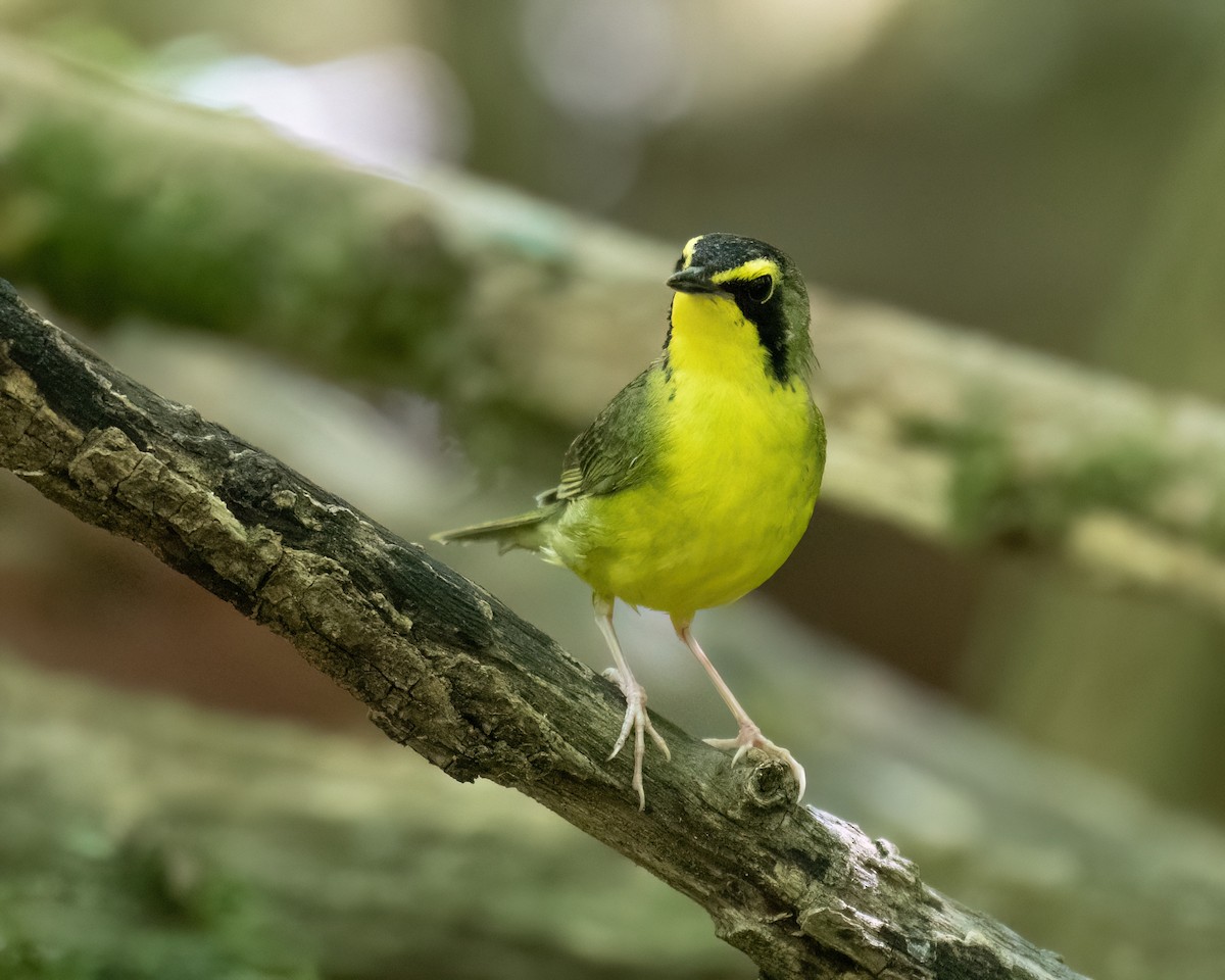 Kentucky Warbler - ML620714894