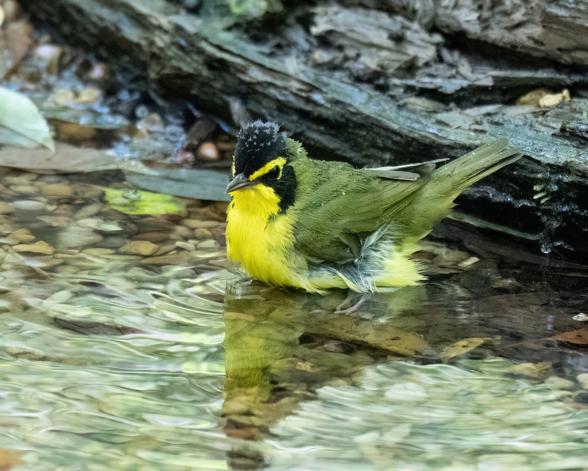 Kentucky Warbler - ML620714897