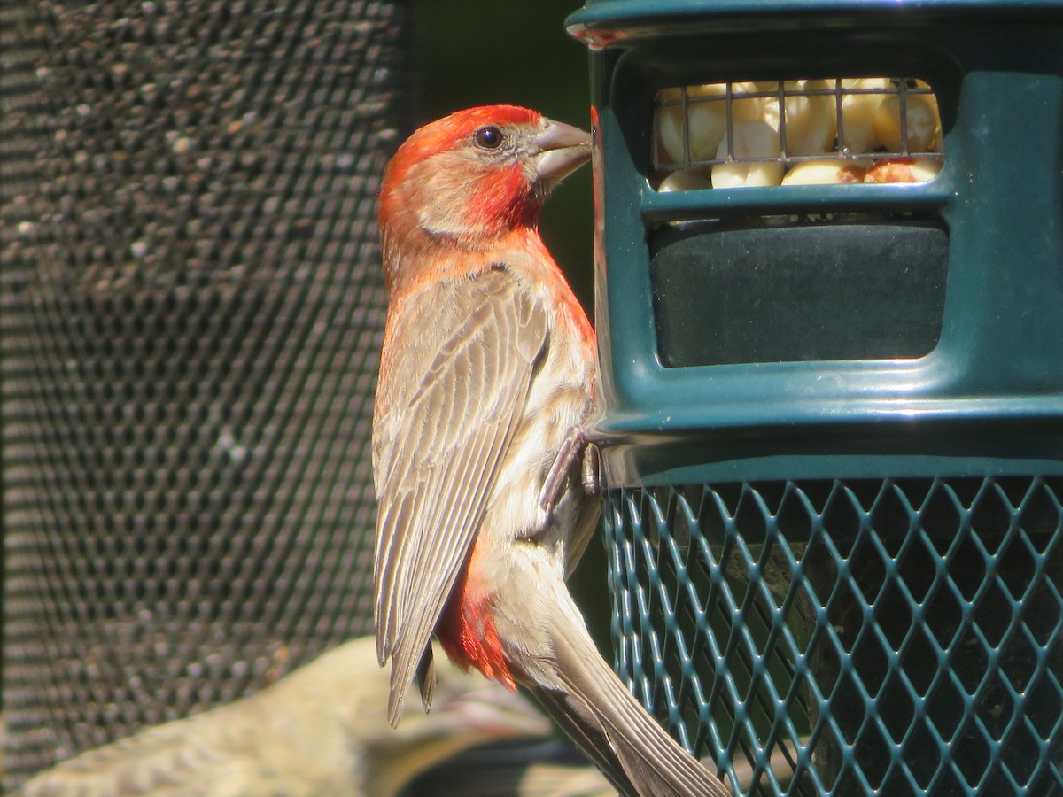 House Finch - ML620714899