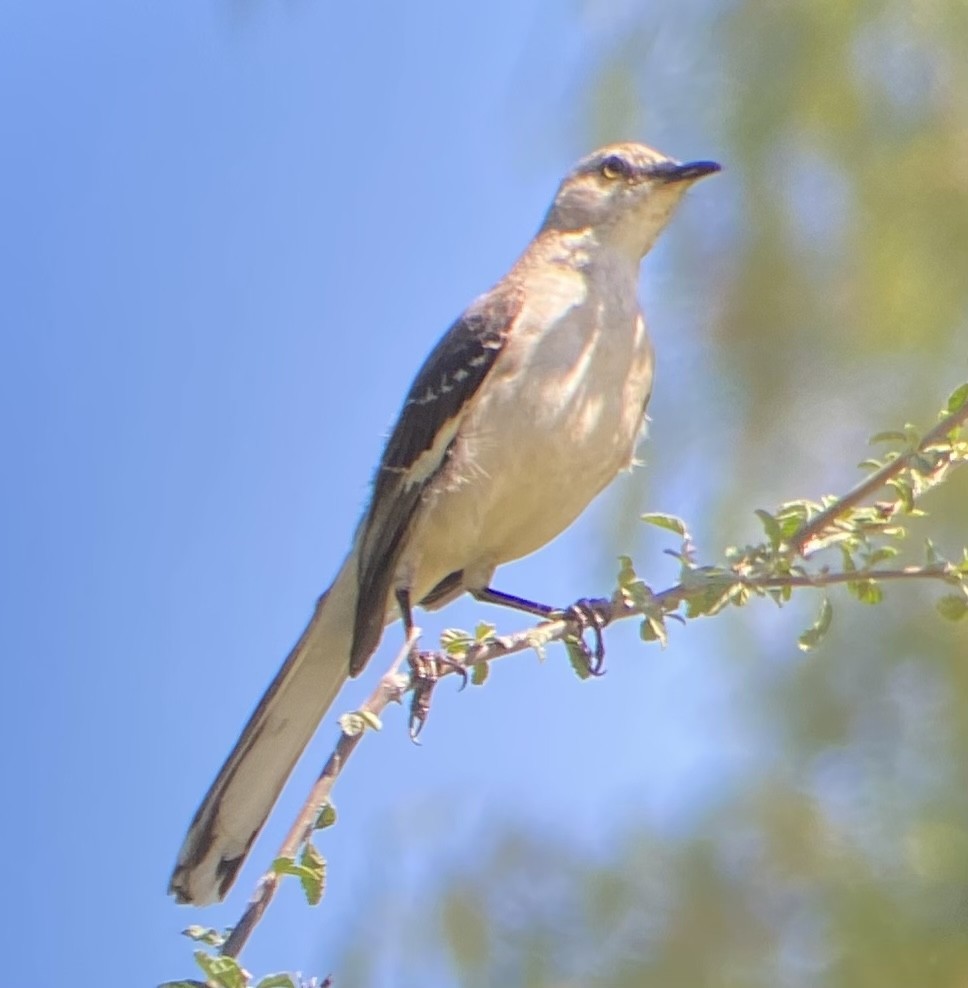 Northern Mockingbird - ML620714900