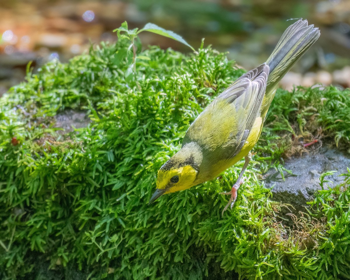 Hooded Warbler - ML620714902