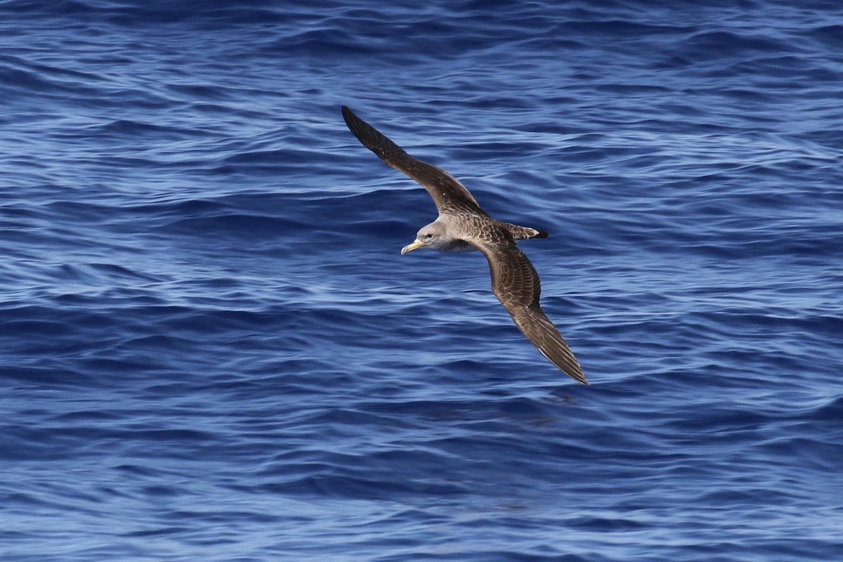 Cory's Shearwater - ML620714905