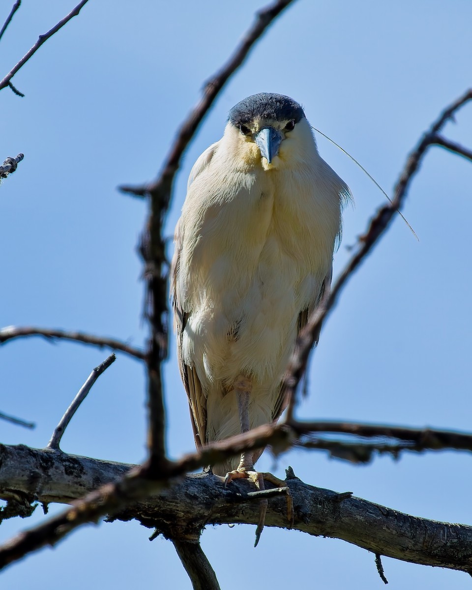 Black-crowned Night Heron - ML620714906