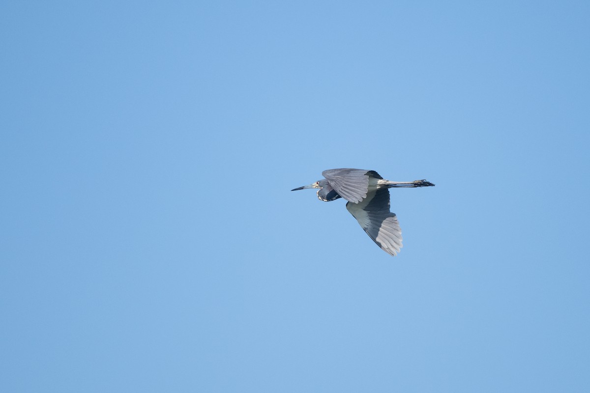 Tricolored Heron - ML620714908