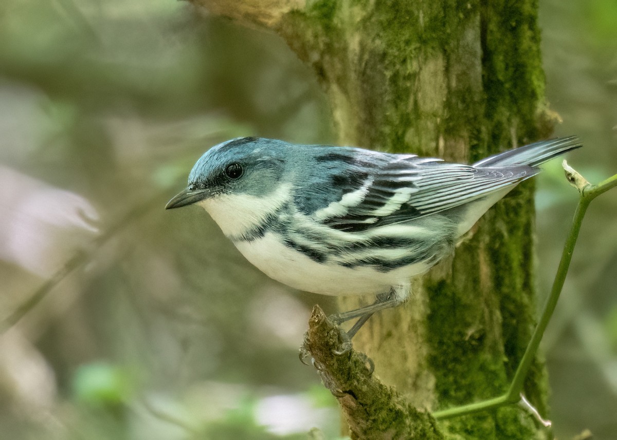 Blauwaldsänger - ML620714913