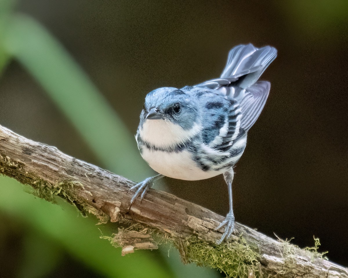 Blauwaldsänger - ML620714914