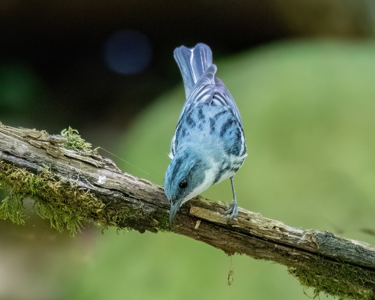 Cerulean Warbler - ML620714916