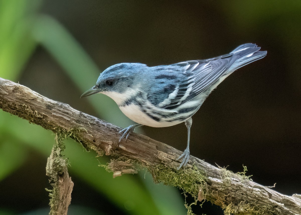 Blauwaldsänger - ML620714917