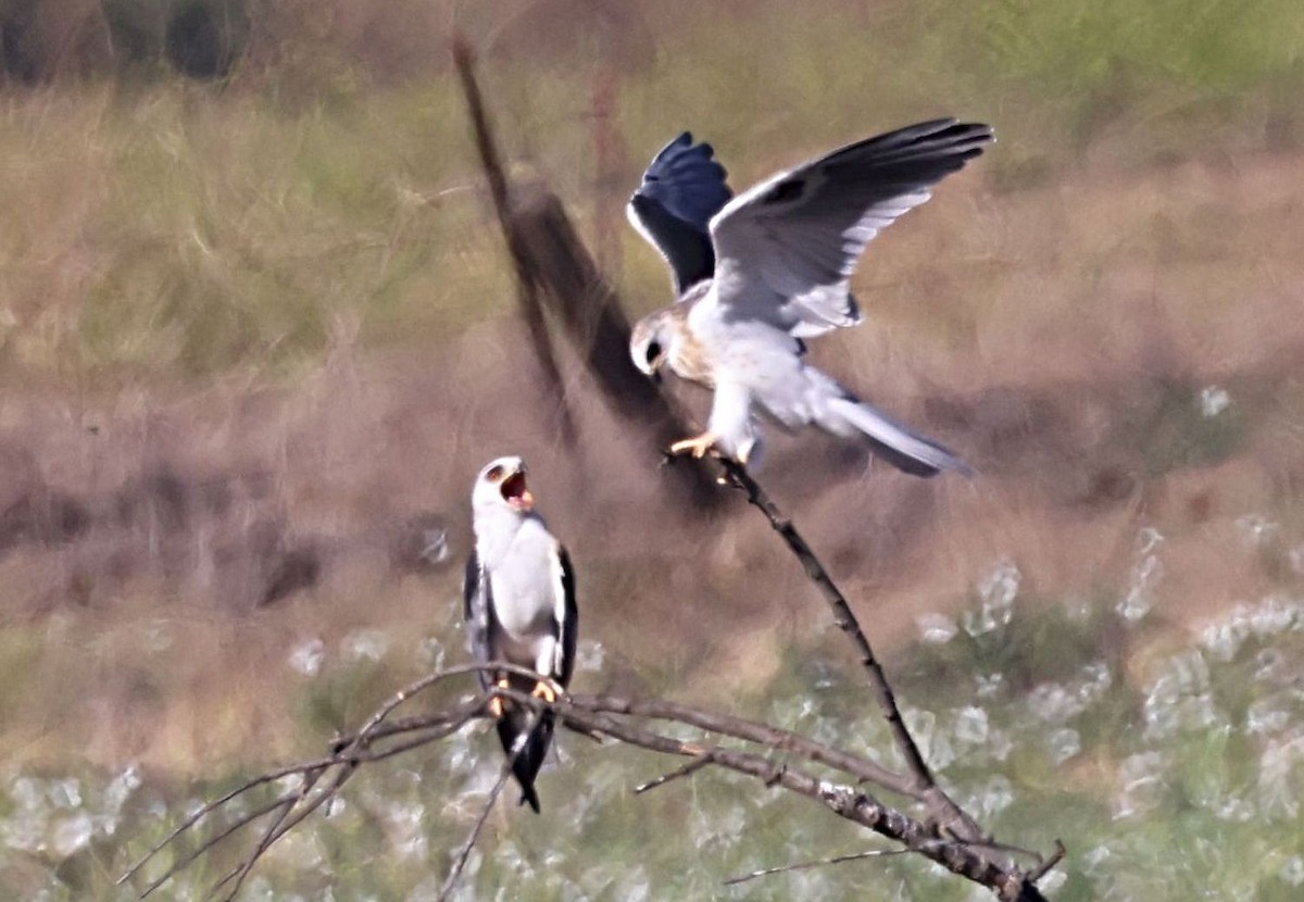 White-tailed Kite - ML620714921