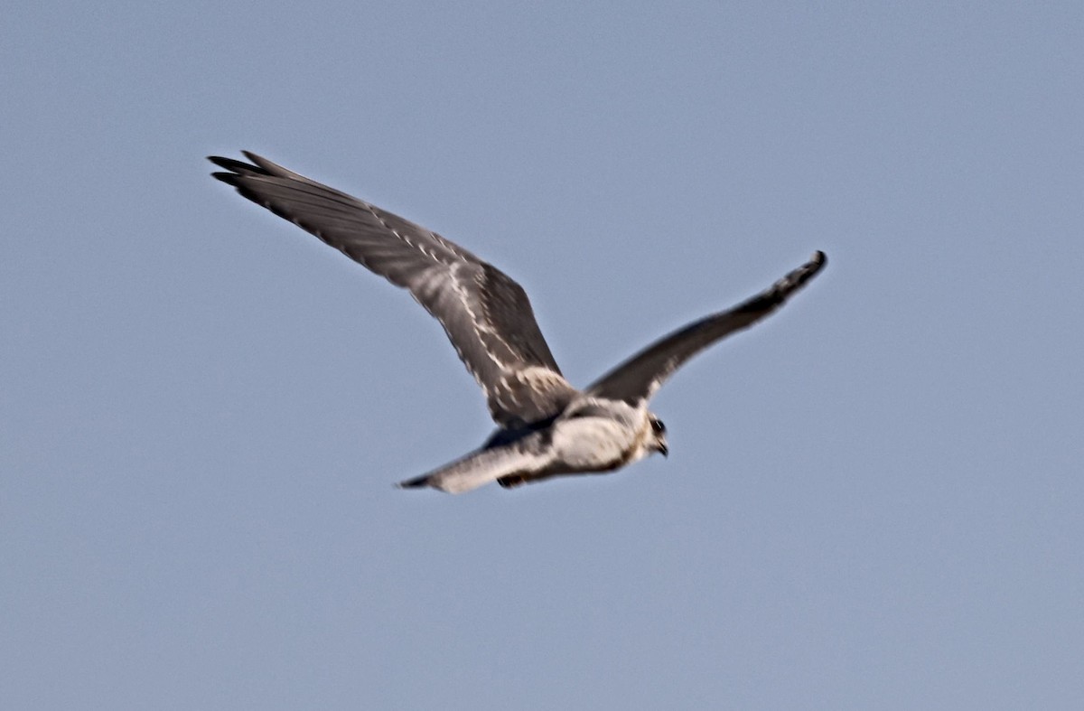 White-tailed Kite - ML620714922