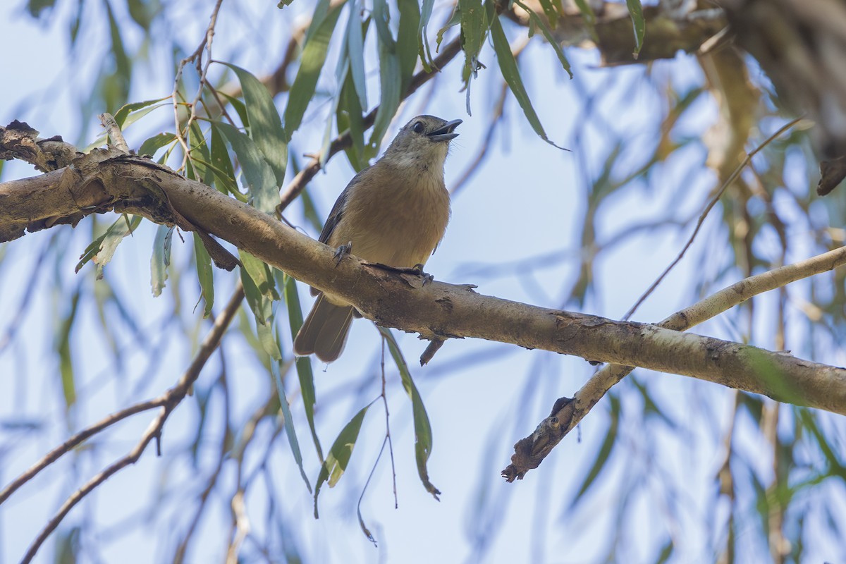 Arafura Shrikethrush - ML620714923