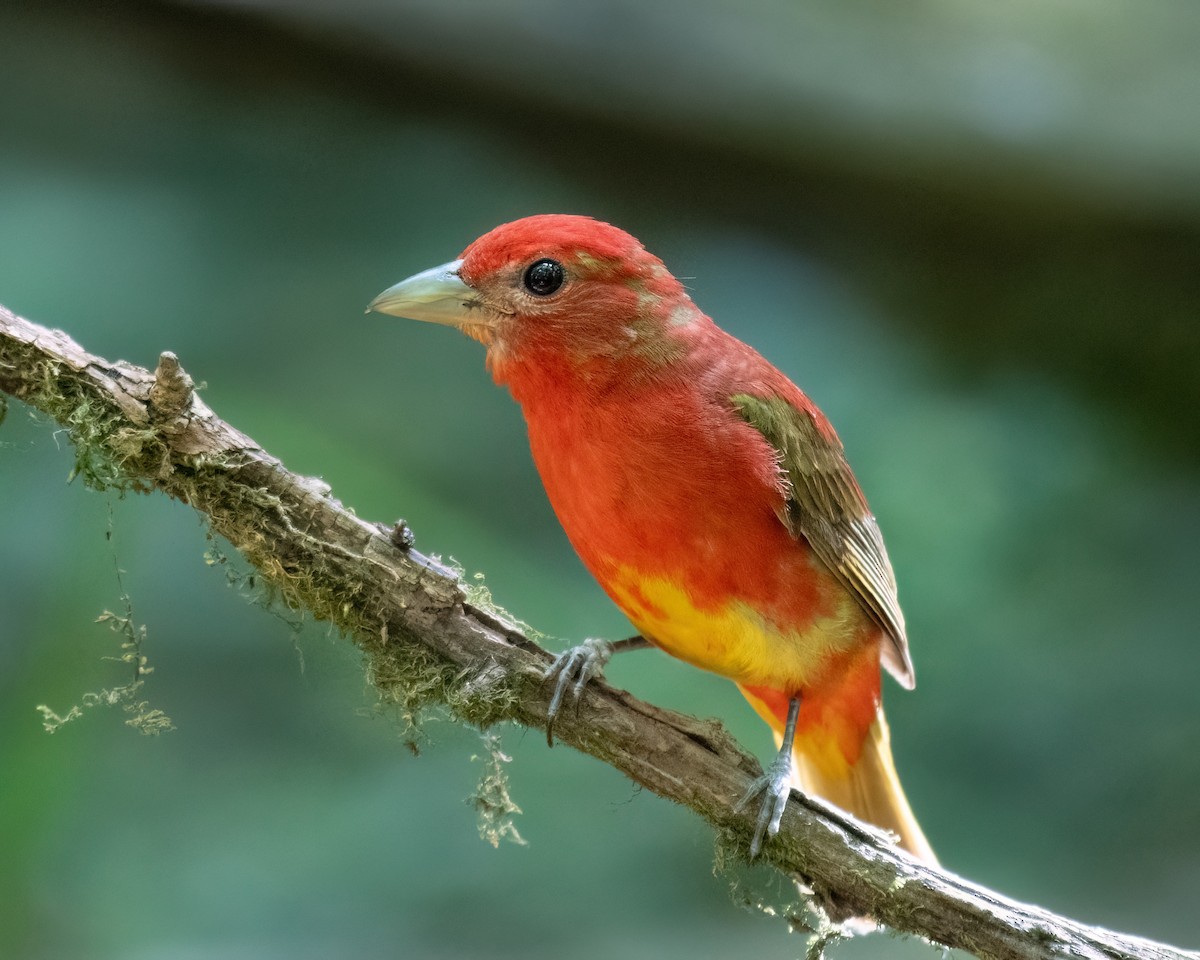 Summer Tanager - ML620714930