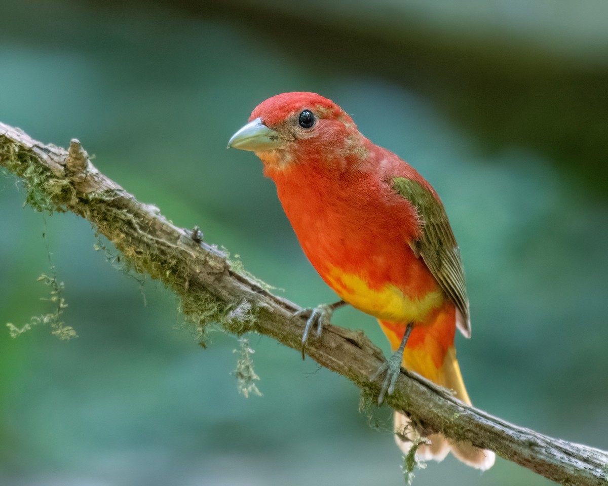 Summer Tanager - ML620714931