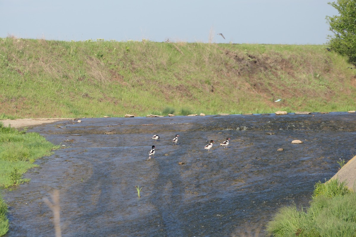 Common Shelduck - ML620714938