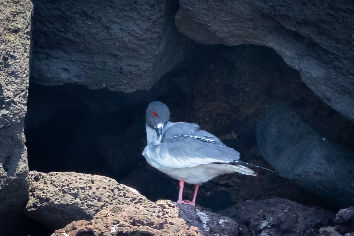 Mouette à queue fourchue - ML620714939