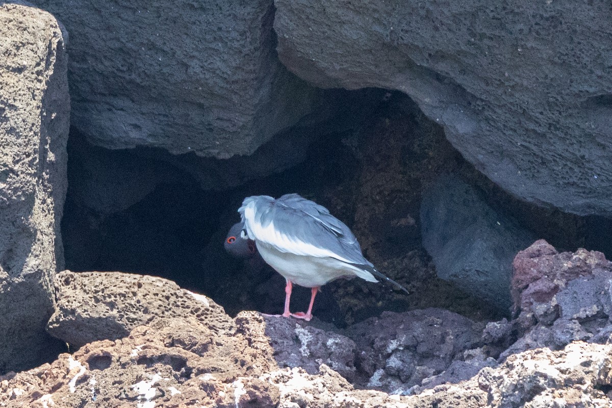 Swallow-tailed Gull - ML620714941