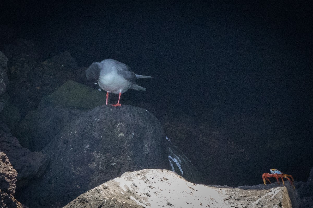 Swallow-tailed Gull - ML620714942