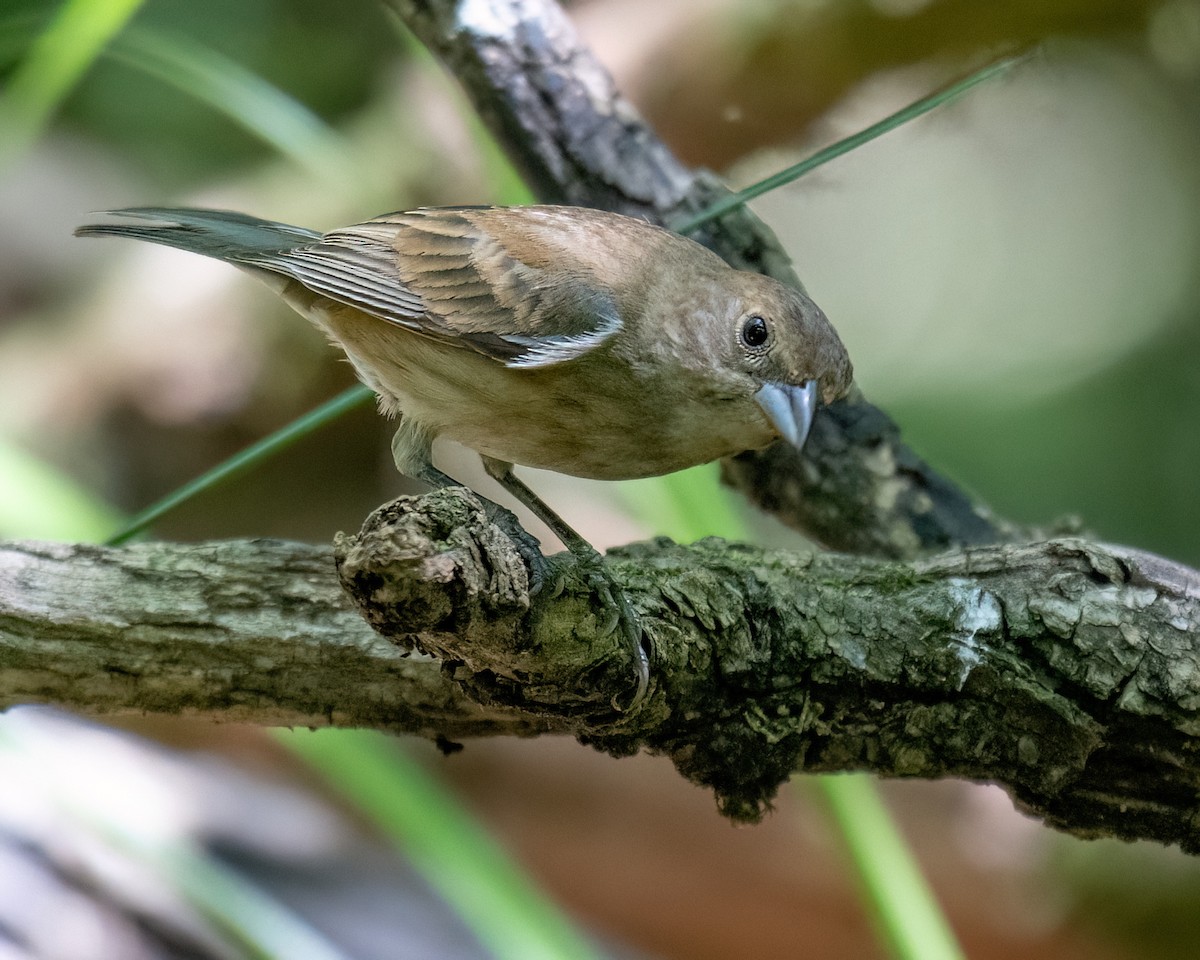 Indigo Bunting - ML620714945