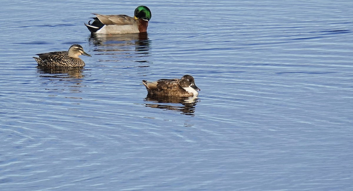 Canard colvert - ML620714951