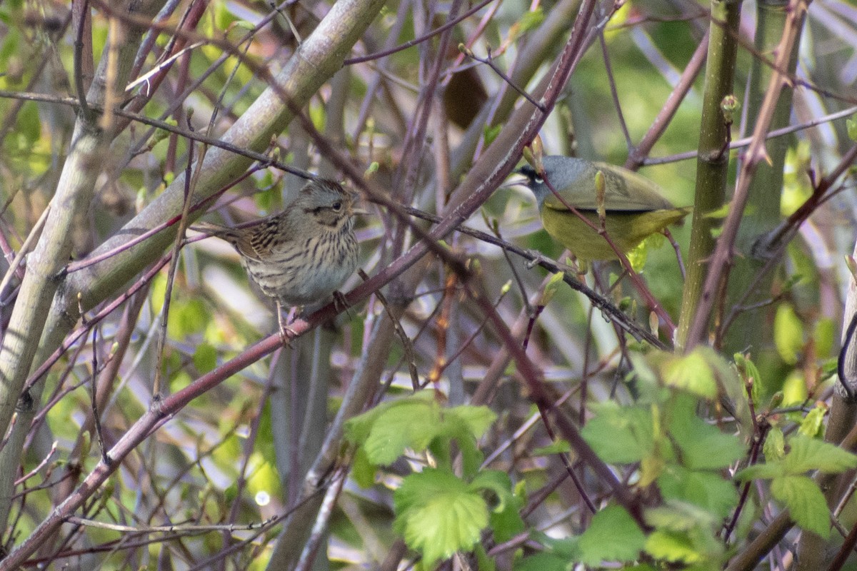 MacGillivray's Warbler - ML620714955