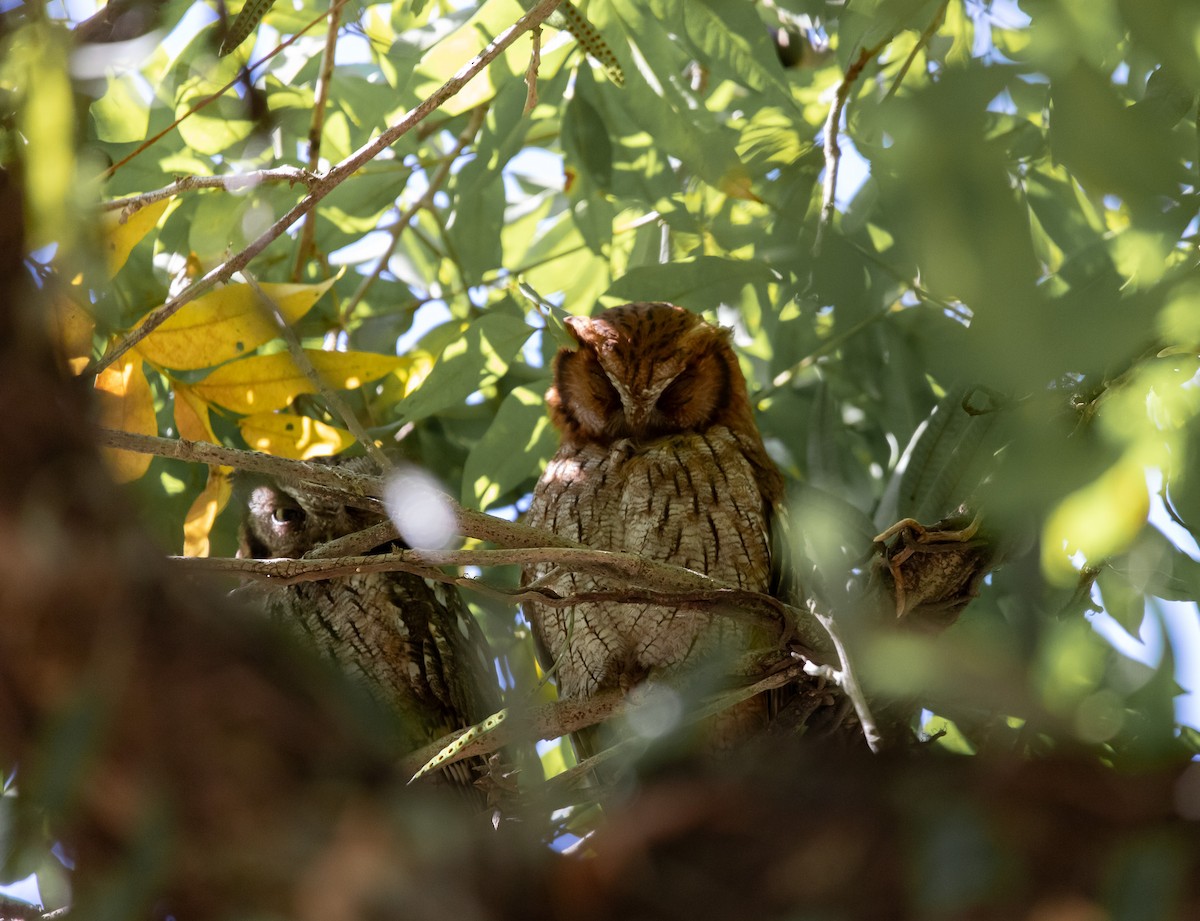 Tropical Screech-Owl - ML620714958