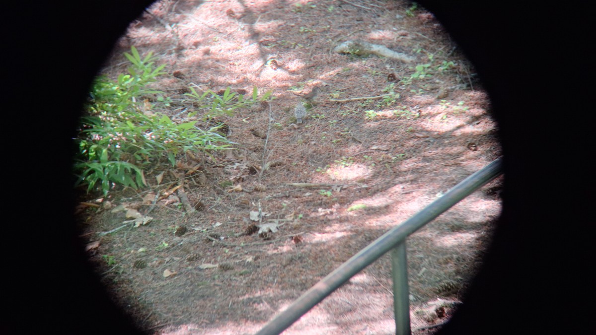 Brown-headed Cowbird - ML620714965