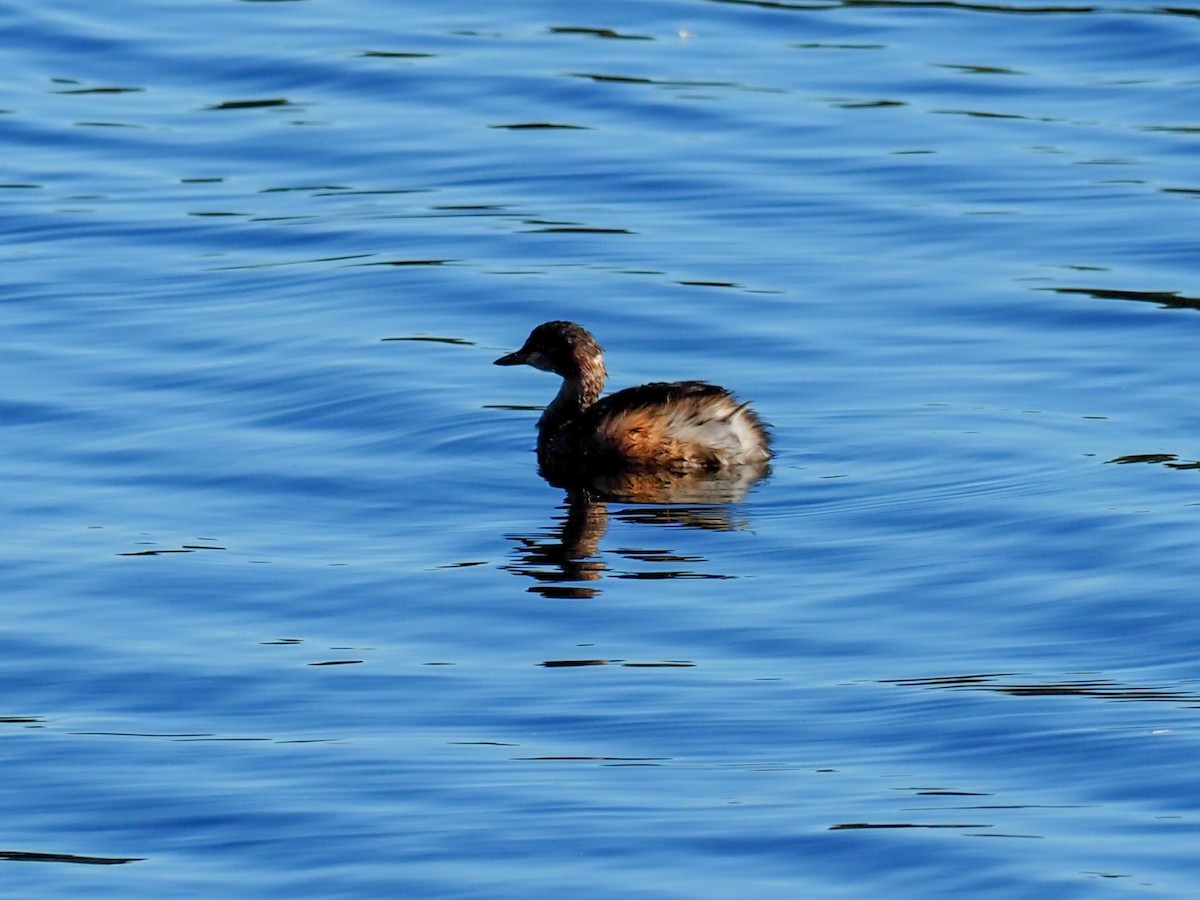 Australasian Grebe - Todd Deininger