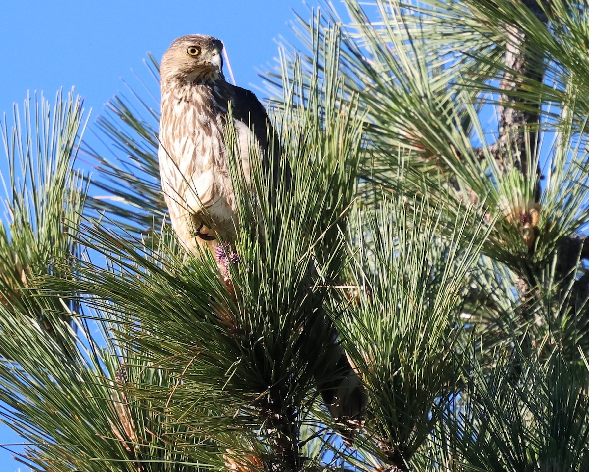 Red-tailed Hawk - ML620714970
