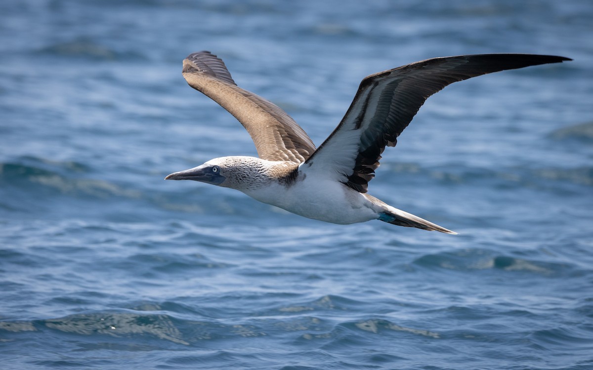 Blue-footed Booby - ML620714973