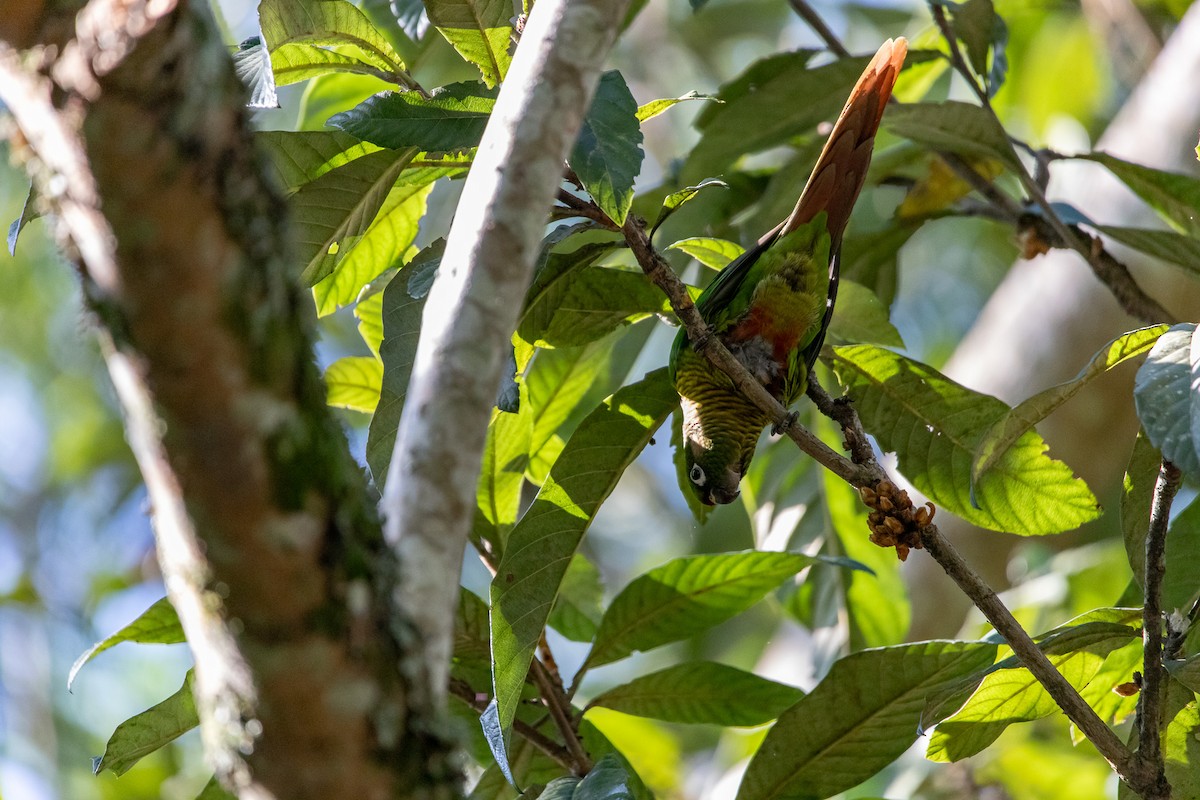 ウロコメキシコインコ - ML620714978