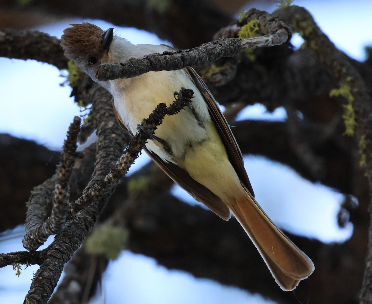 Ash-throated Flycatcher - ML620714981