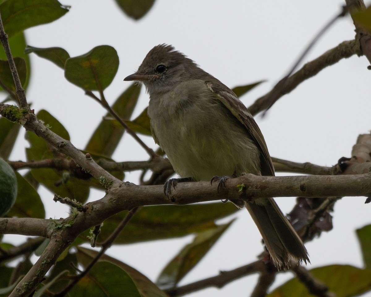 Yellow-bellied Elaenia - ML620714983