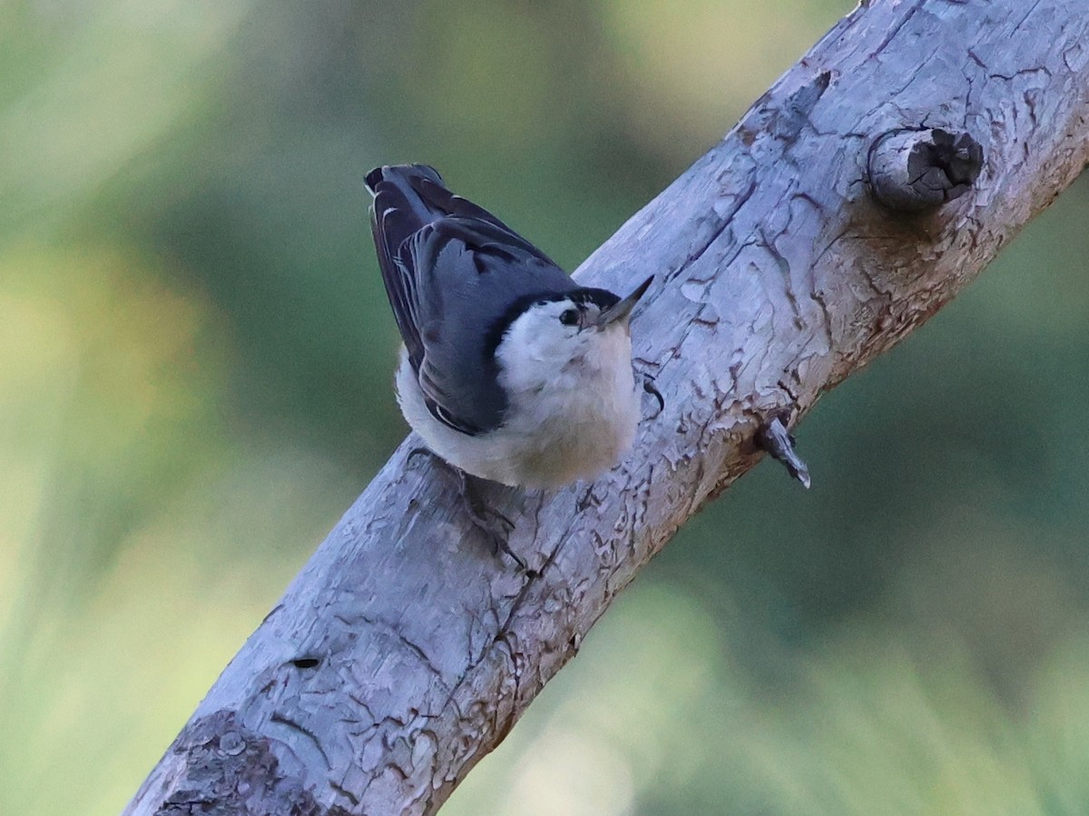 White-breasted Nuthatch - ML620714989