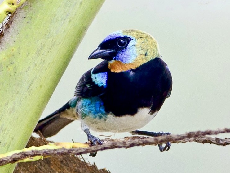 Golden-hooded Tanager - ML620714994