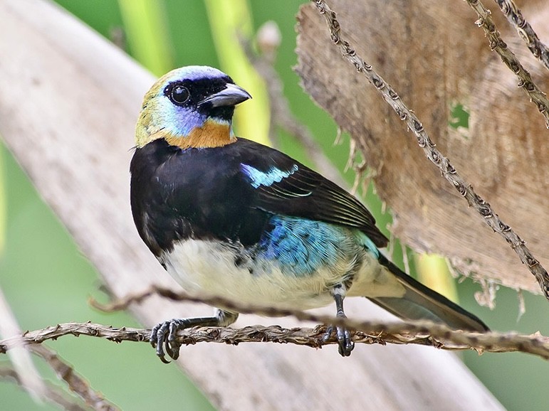 Golden-hooded Tanager - ML620714995