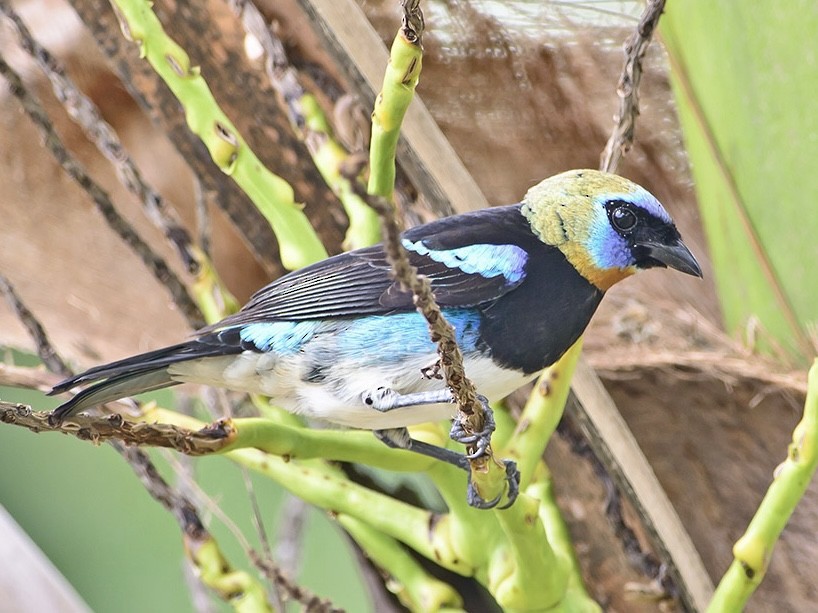 Golden-hooded Tanager - ML620714996