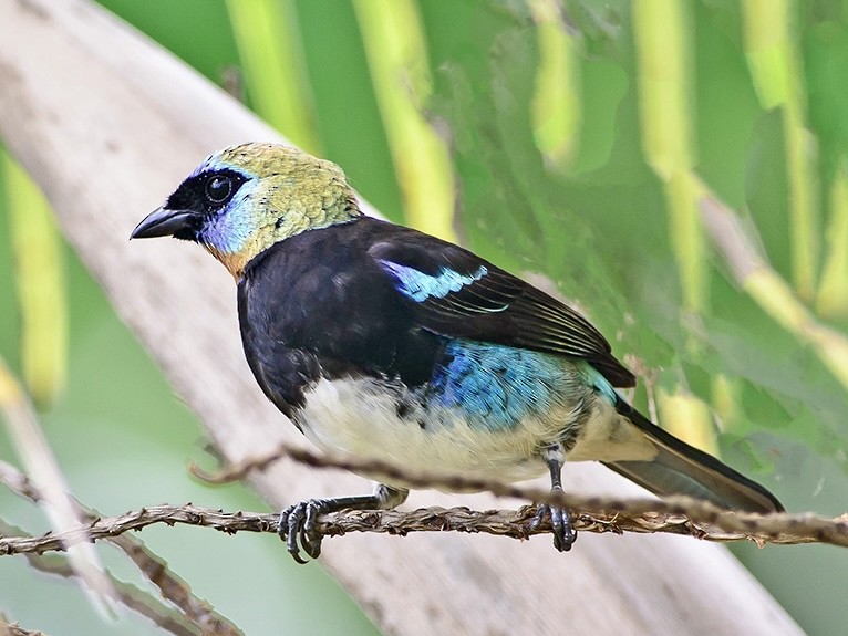 Golden-hooded Tanager - ML620714997