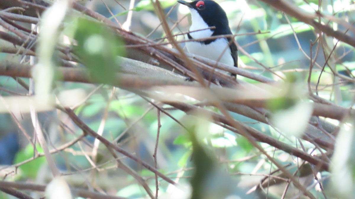 Black-throated Wattle-eye - ML620714999