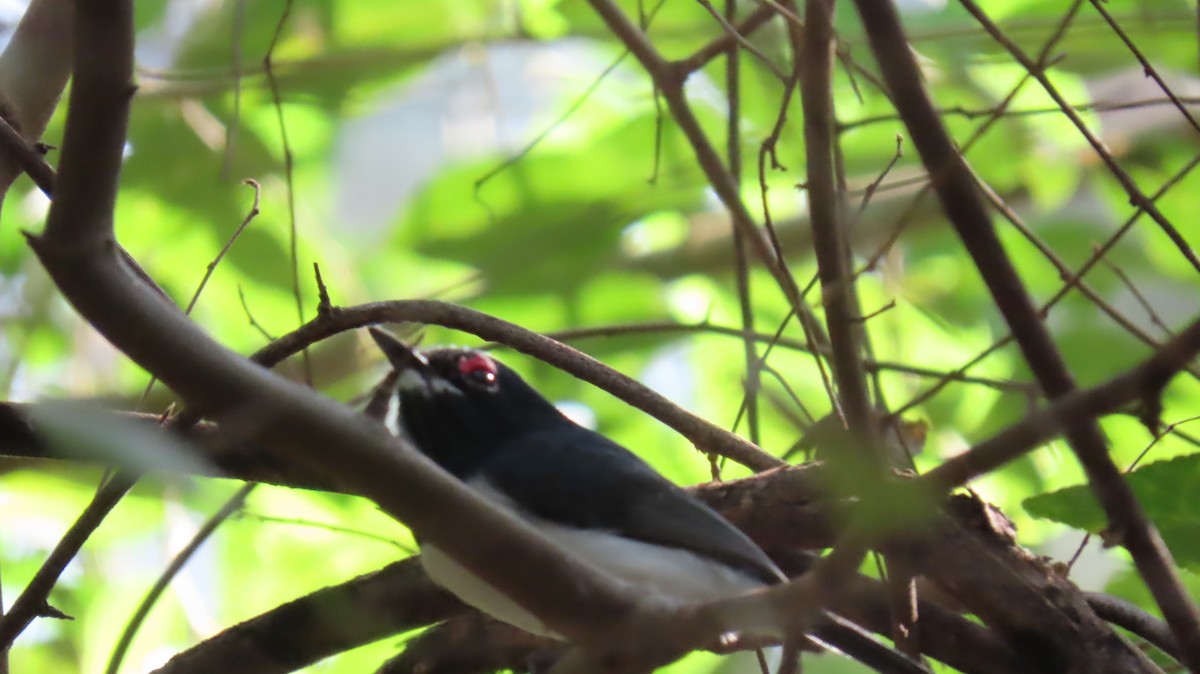 Black-throated Wattle-eye - ML620715000