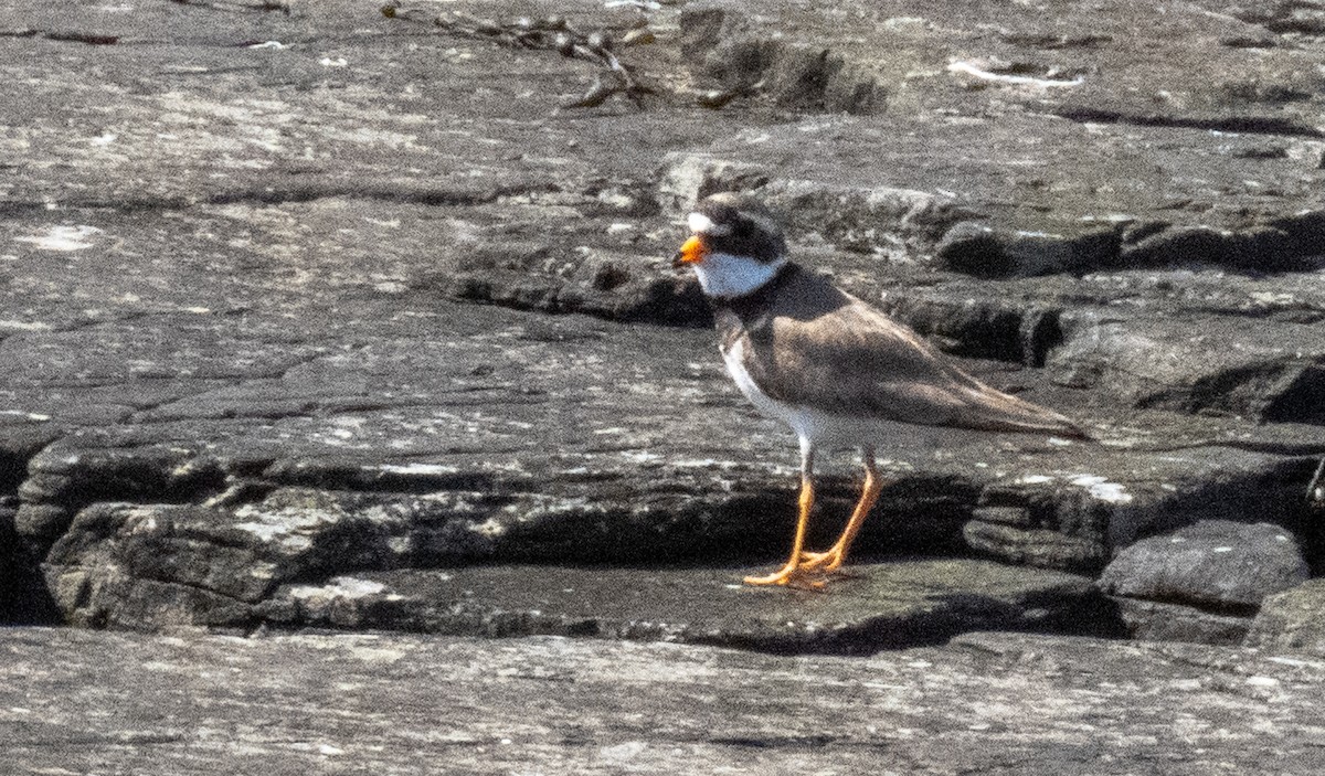 Common Ringed Plover - ML620715001