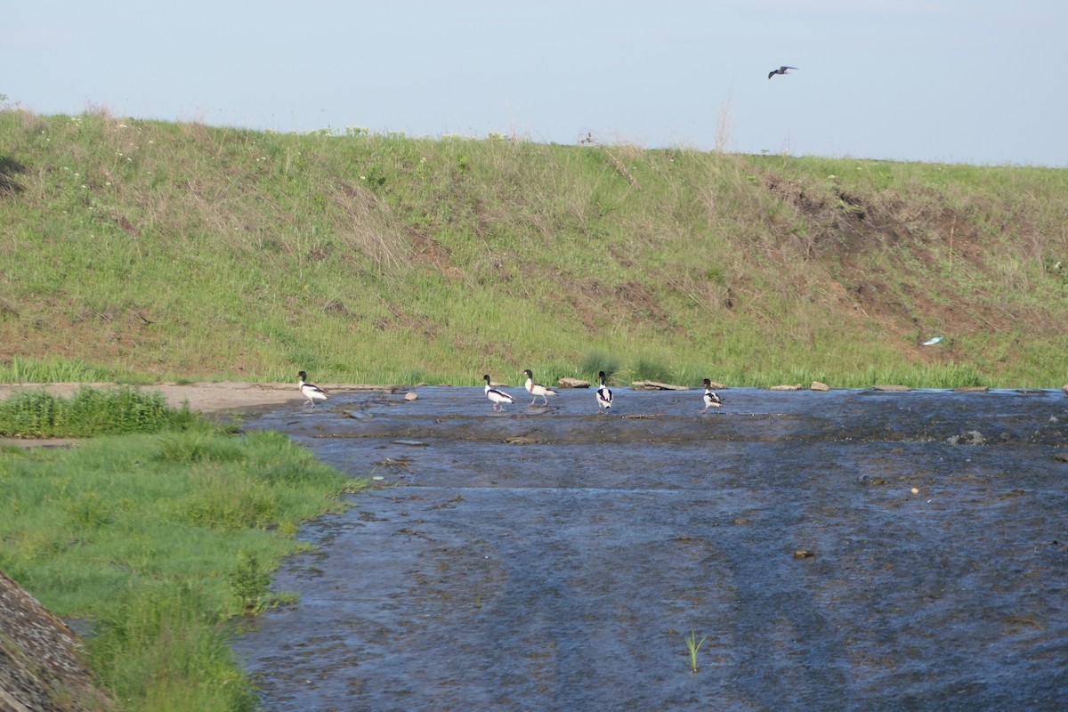 Common Shelduck - ML620715004