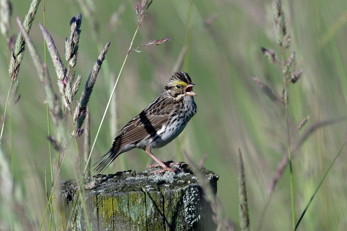 Savannah Sparrow - ML620715007