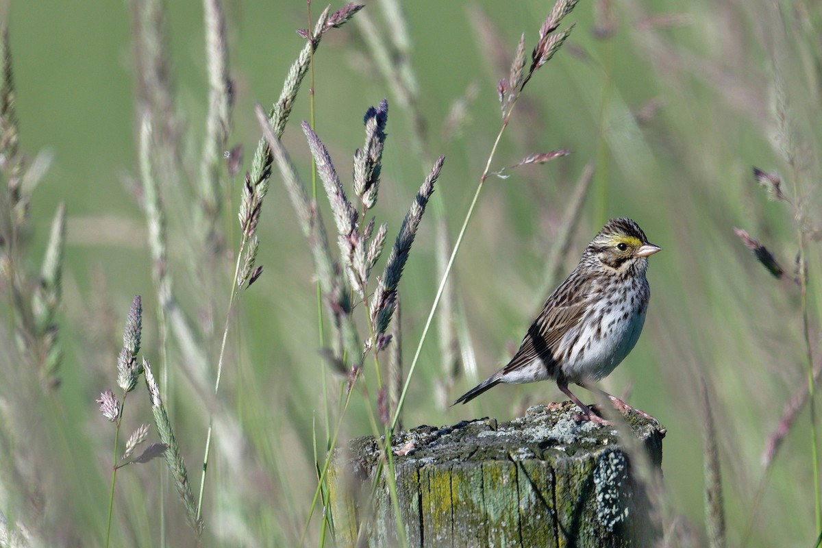 Savannah Sparrow - ML620715008