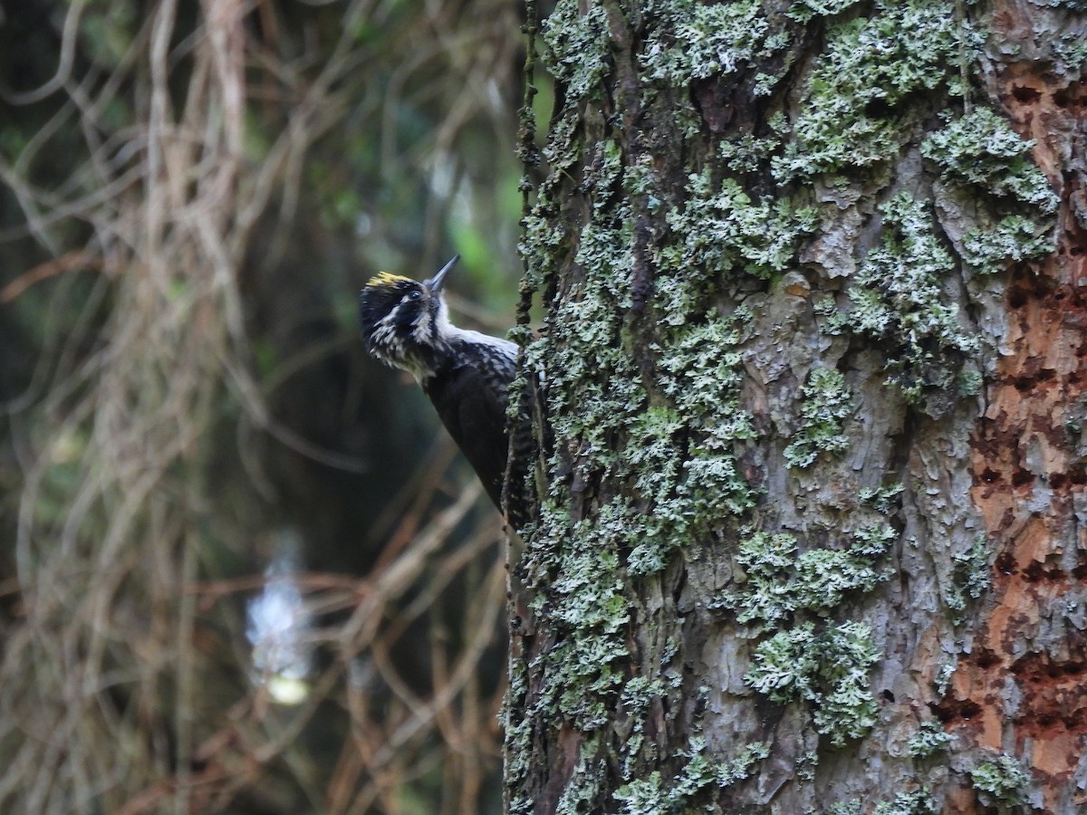 Eurasian Three-toed Woodpecker - ML620715017