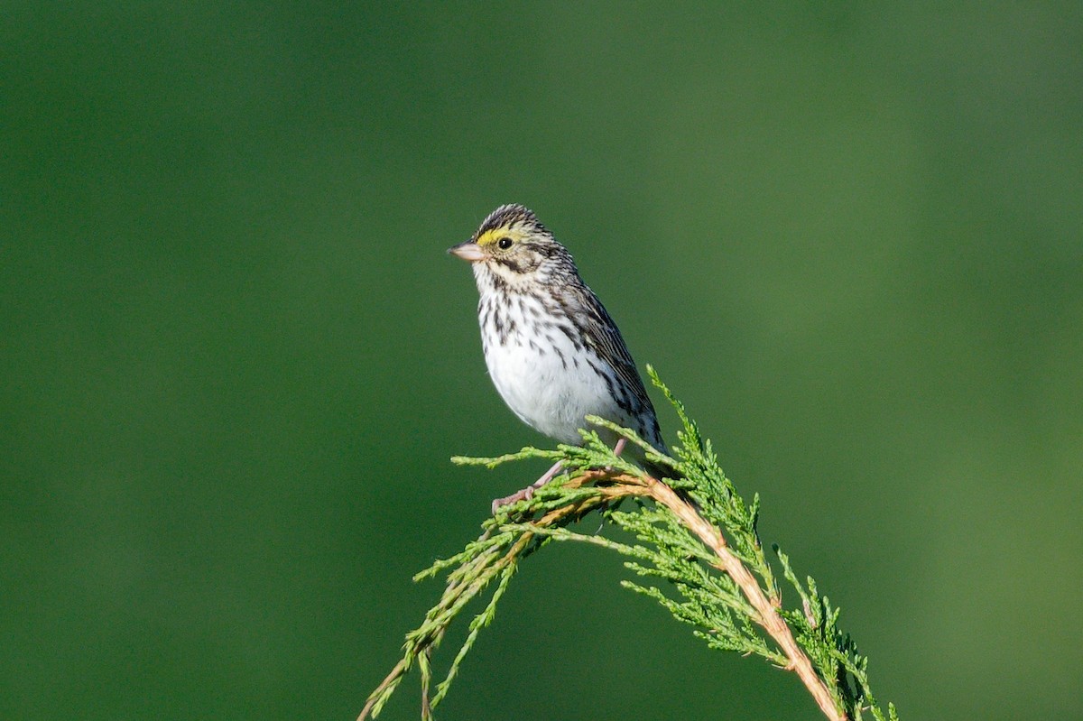 Savannah Sparrow - ML620715018