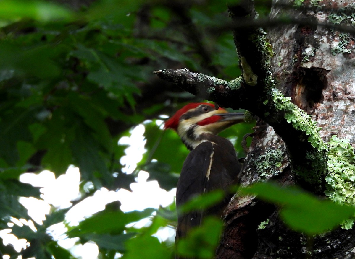 Pileated Woodpecker - Sharon Wilcox
