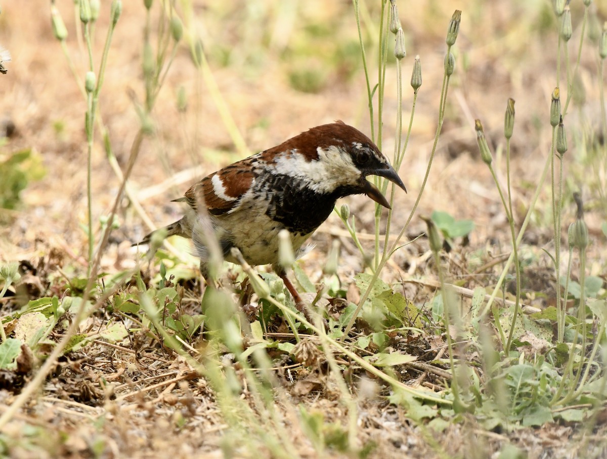 Italian Sparrow - ML620715024