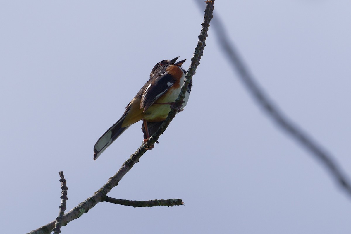 Eastern Towhee - ML620715028