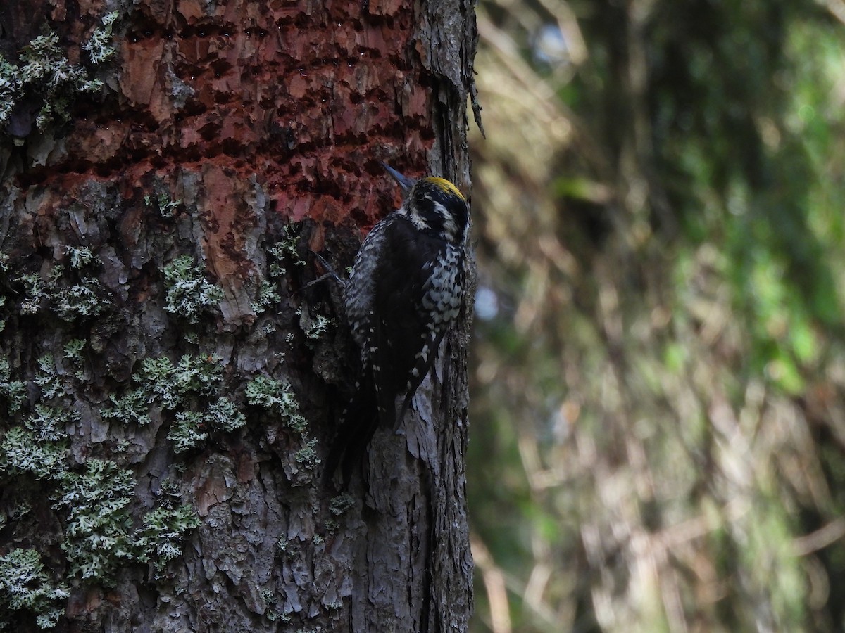 Eurasian Three-toed Woodpecker - ML620715032